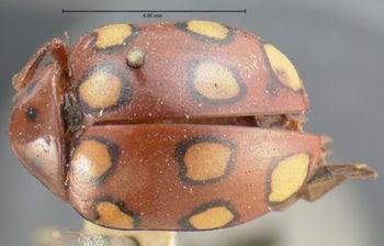 Media type: image; Entomology 17306   Aspect: habitus dorsal view
